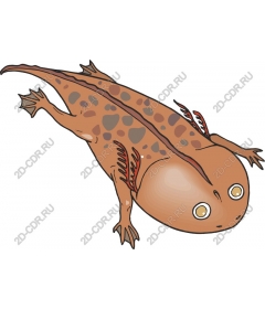  Adorable axolotl