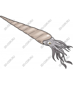 Squid