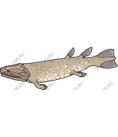  Tiktaalik Prehistoric Fish