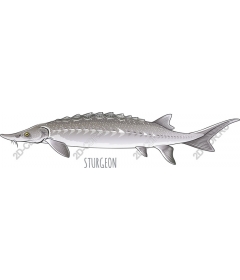  Elegant sturgeon