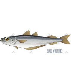  Blue whiting