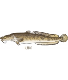  Burbot