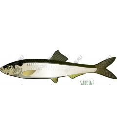  Sardines in and