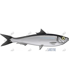  Sardine