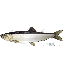  herring
