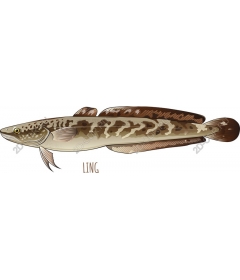  Fish-Ling