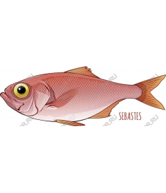  Fish-Sebastian