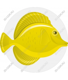  Bright yellow fish