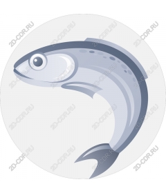  Elegant fish