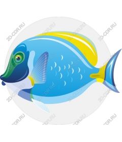  Bright tropical fish