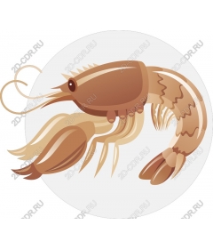  Vivid shrimp