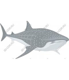  The whale shark