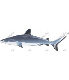 Majestic Shark