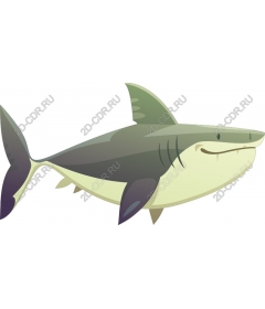  A playful shark