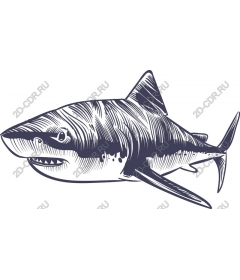 Majestic Shark