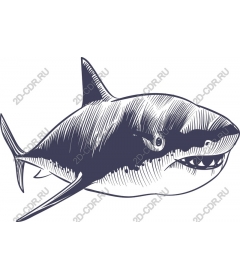  Awesome shark