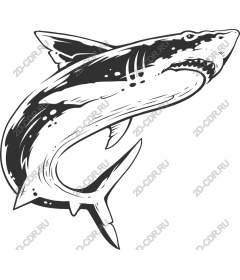  Ferocious Shark