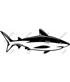  Bold Shark