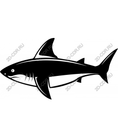  Bold Shark