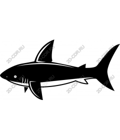  Bold Shark