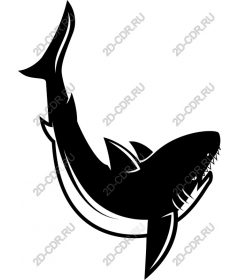  Bold black shark
