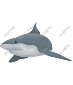 Majestic Shark