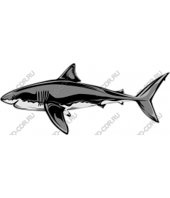 Great white shark