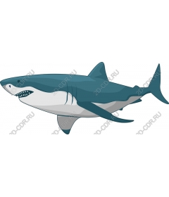 Shark