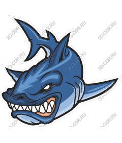 Head shark