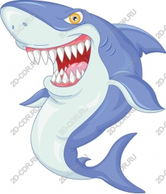  Cartoon shark