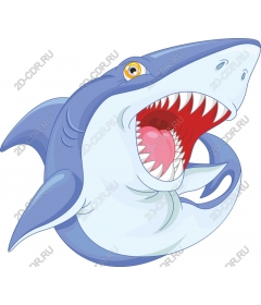  A playful shark