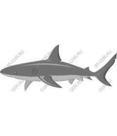  Premium Shark and
