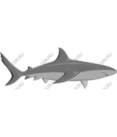 Premium Shark