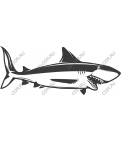  Ferocious Shark