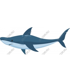 Shark