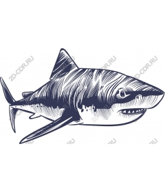  Oceanic predatory shark