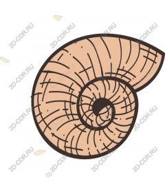 Shell Nautilus