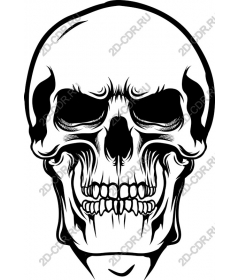  Detailed skull