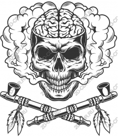  Acute skull with the brain