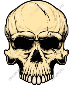  Detailed skull