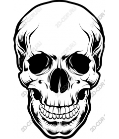 Work with a skull - Detailed black and white skull