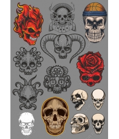 Exclusive collection of skulls