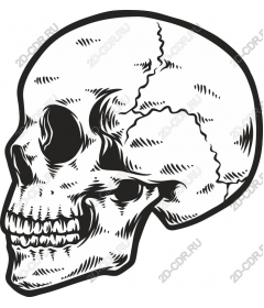 Intricate skull