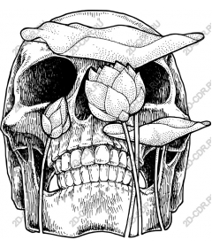  Floral skull