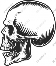 Profile of the skull