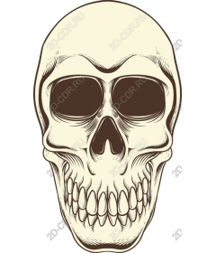 Vintage skull