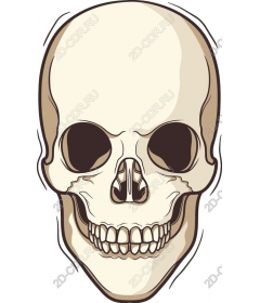  Human Skull
