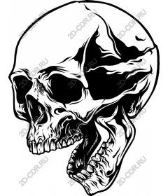  Working with skull