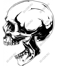  Detailed skull