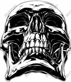  Bold Skull